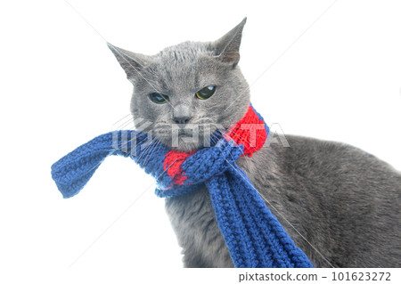 Gray cat in a colorful knitted warm scarf on a white background. Warmth and comfort of pets 101623272