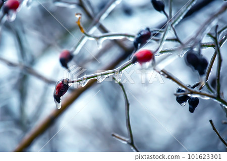 Icicles on icy tree branches. temperature swing season and winter weather in autumn Icicles on icy tree branches. temperature swing season and winter weather in autumn 101623301