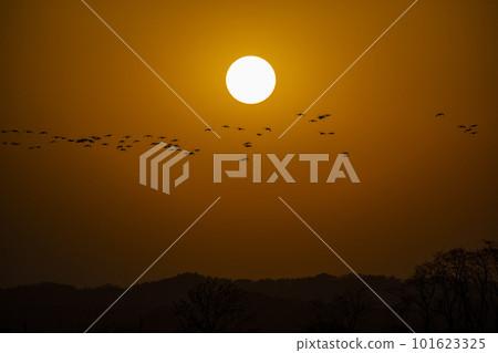 棲息的白額雁 101623325