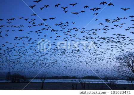 White-fronted geese take flight in the morning sky 101623471