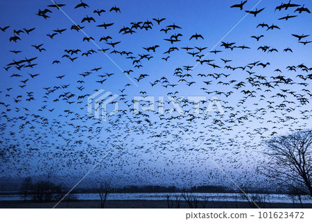 White-fronted geese take flight in the morning sky White-fronted geese take flight in the morning sky 101623472