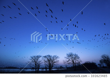 白額雁在清晨的天空中飛翔 白額雁在清晨的天空中飛翔 101623485