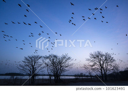 White-fronted geese take flight in the morning sky White-fronted geese take flight in the morning sky 101623491