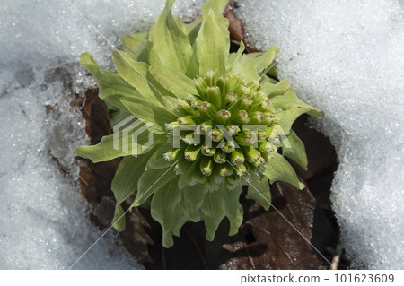 Butterbur sprouting from the snow Tadami Town, Fukushima Prefecture Butterbur sprouting from the snow Tadami Town, Fukushima Prefecture 101623609