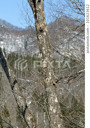 福島縣只見町,在白雪皚皚的里山背景下,konara橡樹在藍天的襯托下熠熠生輝 福島縣只見町,在白雪皚皚的里山背景下,konara橡樹在藍天的襯托下熠熠生輝 101623612