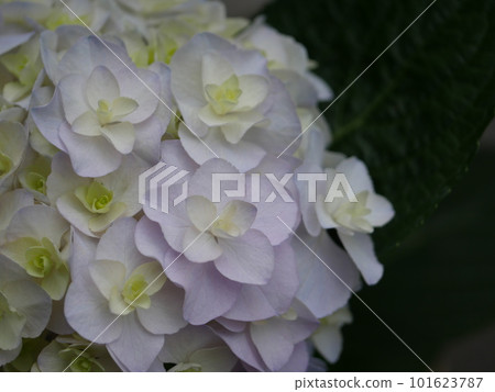 Hydrangea and copy space Hydrangea and copy space 101623787