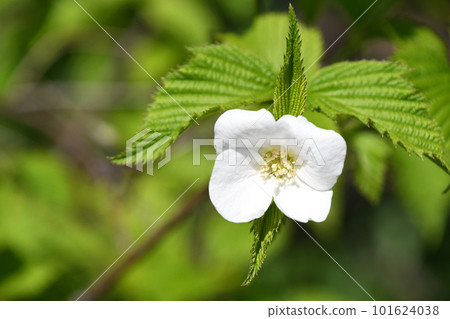 在春天的陽光下閃耀的城山吹白花 101624038