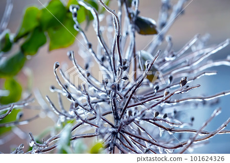 Icicles on icy tree branches. temperature swing season and winter weather in autumn Icicles on icy tree branches. temperature swing season and winter weather in autumn 101624326
