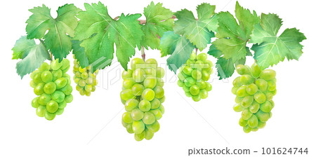 馬斯喀特葡萄(白葡萄)的水彩插圖。 馬斯喀特葡萄(白葡萄)的水彩插圖。 101624744