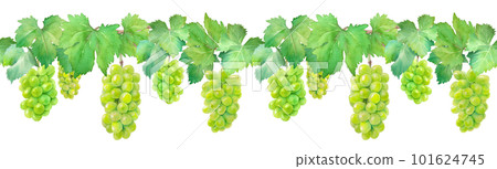 Watercolor illustration of muscat grape (white grape). decorative border. seamless pattern. Watercolor illustration of muscat grape (white grape). decorative border. seamless pattern. 101624745