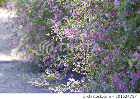 Pink Nishikihagi (Nishikihagi) flowers are in bloom. Pink Nishikihagi (Nishikihagi) flowers are in bloom. 101624787
