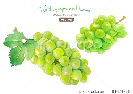 Watercolor illustration of harvested juicy Shine Muscat (white grape). vector. Layout can be changed. 101624796