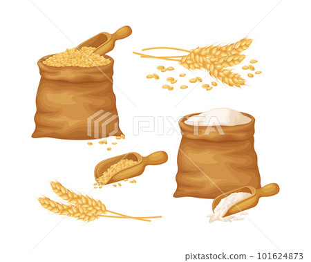 Wheat. A large set with an image of wheat in a bag, a wheat ear and wheat flour in a bag. Cereals, vector illustration 101624873