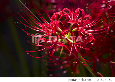 孤挺花簇的紅色花朵盛開。學名是Lycoris radiata。 101624939