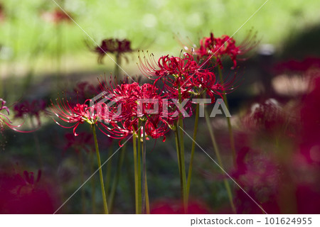 孤挺花簇的紅色花朵盛開。學名是Lycoris radiata。 101624955