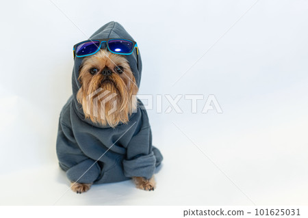 Fancy red dog with a beard of the Brussels Griffon breed in a gray hoodie, isolated on white 101625031