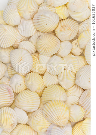 set of clam mollusc shells isolated on white background set of clam mollusc shells isolated on white background 101625037