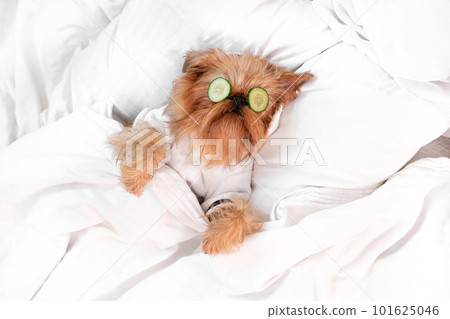 Brussels Griffon dog breed lies on the bed, on the face with a cucumber 101625046