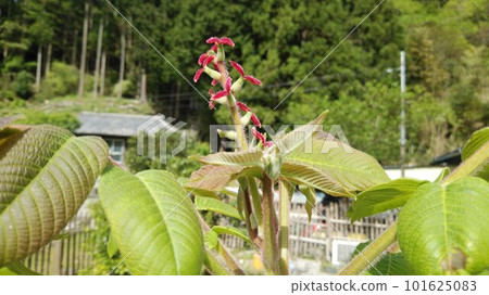 核桃花 核桃花 101625083