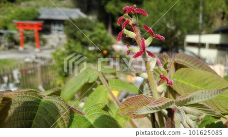 walnut female flower 101625085