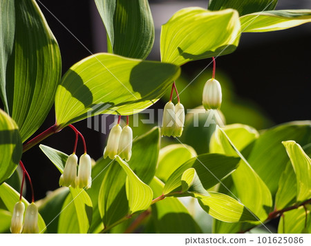 mad花 mad花 101625086