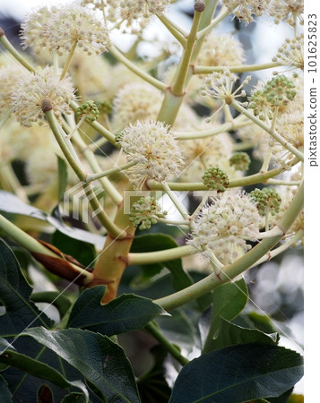 Paperplant flower 101625823