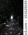 Fukugi trees in Bise 2 101626049