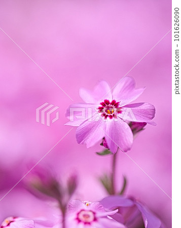 Cute moss phlox close-up photo Cute moss phlox close-up photo 101626090