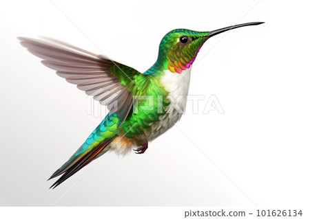 image of brightly colored hummingbirds in flight on white background. Wildlife. Birds. illustration, generative AI. 101626134