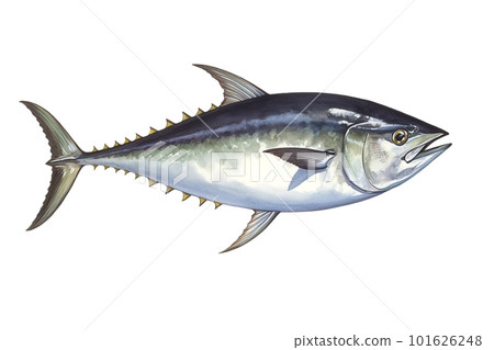 image of northern bluefin tuna on white background. Underwater Animals. Foods. illustration, generative AI. 101626248