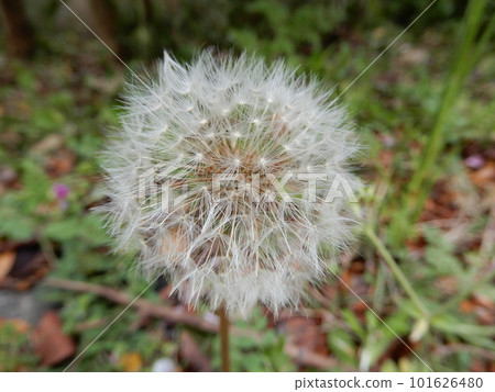 Dandelion pappus 101626480