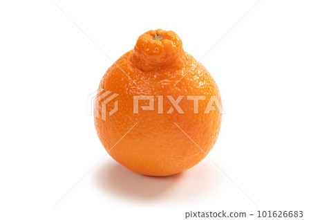 American citrus mineola 101626683