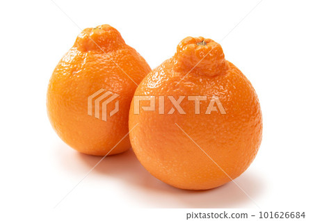 American citrus mineola 101626684