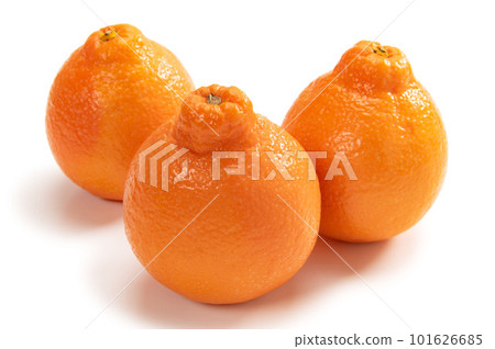 American citrus mineola 101626685