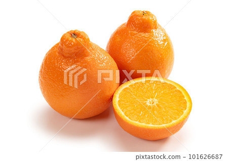 American citrus mineola 101626687