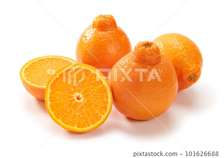 American citrus mineola American citrus mineola 101626688