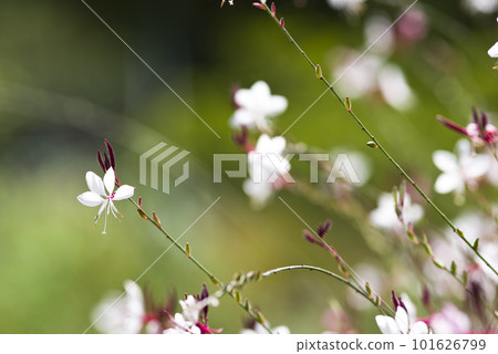 Gaura 和 Yamamomoso 的花朵盛開。學名Oenothera lindheimeri 101626799