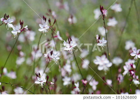 The flowers of Gaura and Yamamomoso are blooming. Scientific nameOenothera lindheimeri The flowers of Gaura and Yamamomoso are blooming. Scientific nameOenothera lindheimeri 101626800