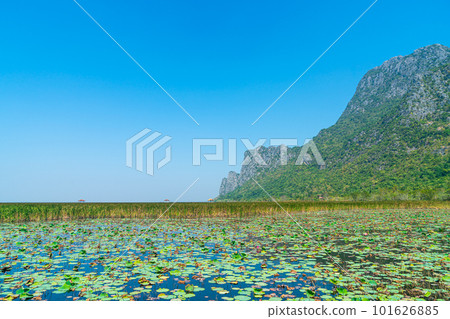 Sam Roi Yot Freshwater Marsh or Bueng Bua Khao Sam Roi Yot National Park 101626885