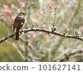 Female redstart perching on a plum tree 101627141