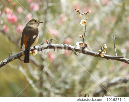 Female redstart perching on a plum tree 101627141