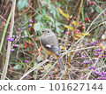Redstart female perched on a purple redstart 101627144