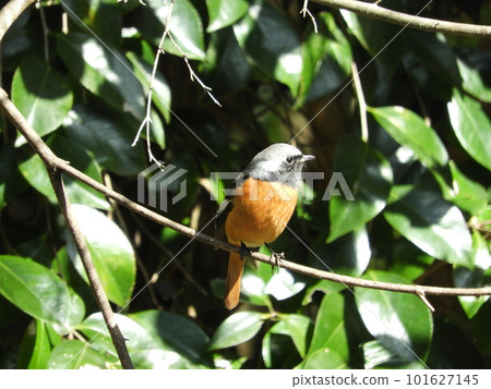 Male in a branch that sticks to a branch 101627145