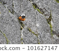 Male redstart perched on a rock 101627147