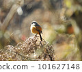 Plump redstart perching on a branch 101627148