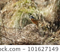 Daurian redstart perched on a branch to withstand strong winds 101627149