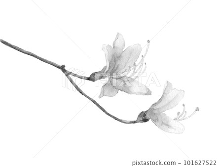 Monotone illustration of Kobanomitsuba azalea drawn in ink painting style White background 101627522