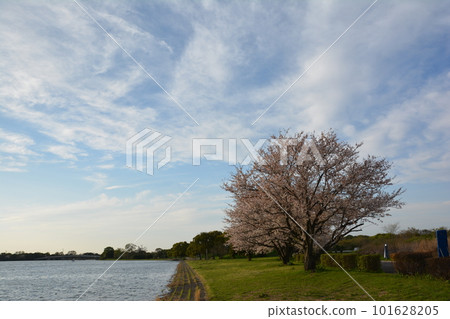 春日的西湖櫻花 101628205