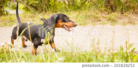portrait of a cute dachshund dog on a leash in the park. banner portrait of a cute dachshund dog on a leash in the park. banner 101628252