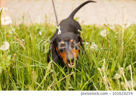 portrait of a cute dachshund dog in a field of dandelions portrait of a cute dachshund dog in a field of dandelions 101628254